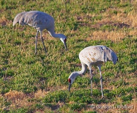 Grazing Cranes_73253.jpg - Sandhill Crane (Grus canadensis) photographed in the Bosque del Apache National Wildlife Refuge near San Antonio, New Mexico USA. 